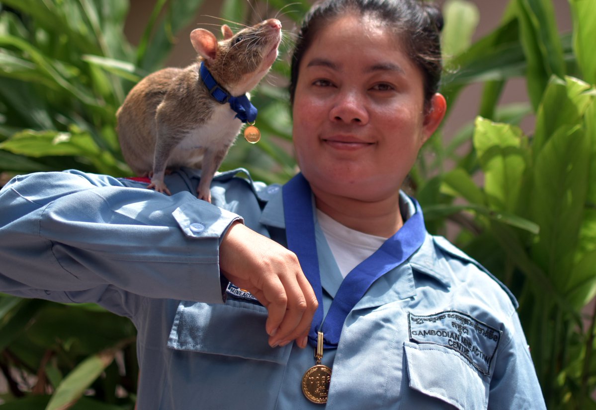 Крыса-сапер по кличке Магава получила золотую медаль "за храбрость, спасающую жизни"
